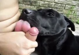 Дал собаке хуй на клык