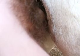 guy fucks horse 1187