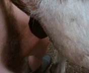 guy fucks horse 1187