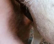 guy fucks horse 1187