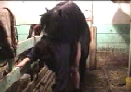 Конь трахает старую бабу в сарае,обхватив её копытами