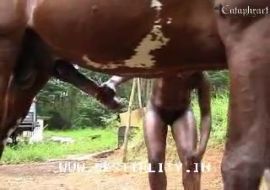 Негритоску трахает конь