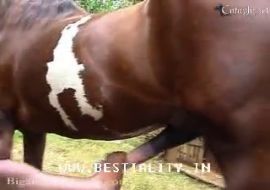 Негритоску трахает конь