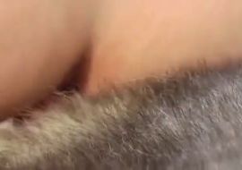 Проститутку ебёт собака хаски