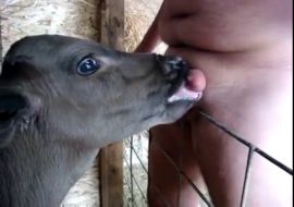 Теленок сосёт член у мужика вместо вымя