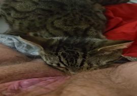 Кот лижет волосатую пизду у старой бабки