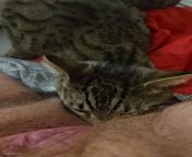 Кот лижет волосатую пизду у старой бабки