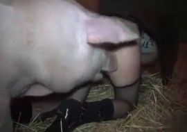 Девушка отдалась кабану