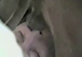 Девушки сосут хуй и пьют сперму у собак