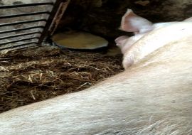 Зоофил дрочит пизду у свиньи