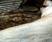 Зоофил дрочит пизду у свиньи