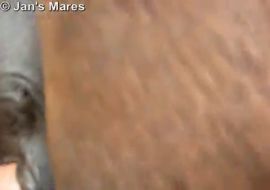 Парень зоофил трахает лошадь