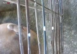 Мужик насилует свинью пальцами на ферме