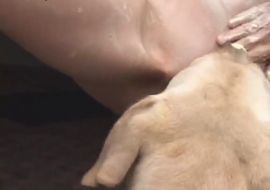 Связанную японскую жертву облизали собаки