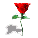 Roza