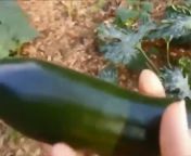 Девушка теахает пизду кабачком в огороде