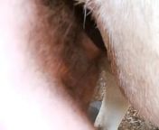 guy fucks horse 1187