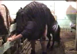 Конь трахает старую бабу в сарае,обхватив её копытами