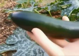 Девушка теахает пизду кабачком в огороде