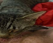 Кот лижет волосатую пизду у старой бабки