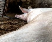 Зоофил дрочит пизду у свиньи